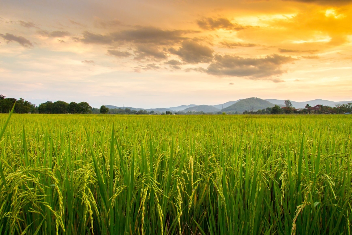 Indijski delavci na gorenjski kmetiji zaradi izkoriščanja zaprosili za pomoč predsednico Pirc Musar